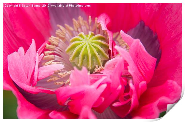 Close up of Vibrant Pink Poppy Print by Susan Sanger