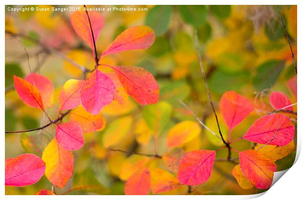 vibrant autumn leaves Print by Susan Sanger
