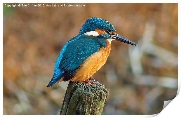  The Kingfisher Print by Tim Clifton