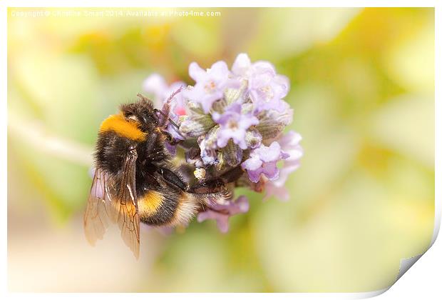  Bumble Bee on Lavender Print by Christine Smart