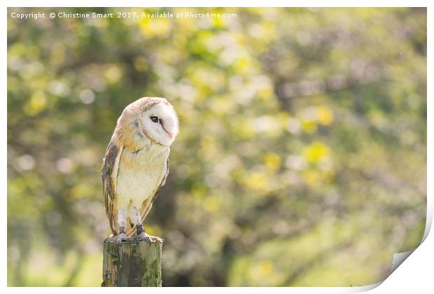 Barn Owl on Countryside Fence Post Print by Christine Smart