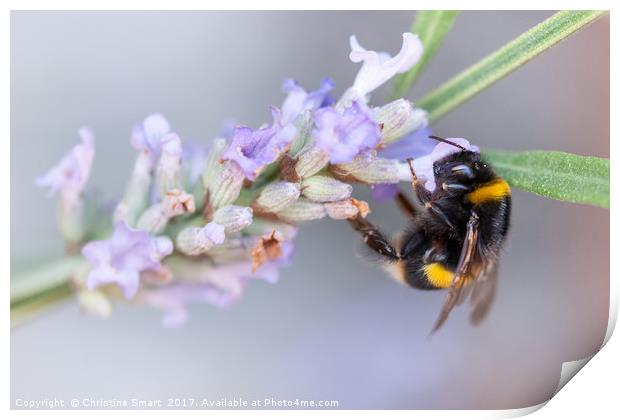 Bumble Bee on Lavender Print by Christine Smart
