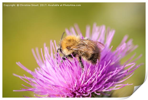 Bumble Bee on Purple Thistle Print by Christine Smart
