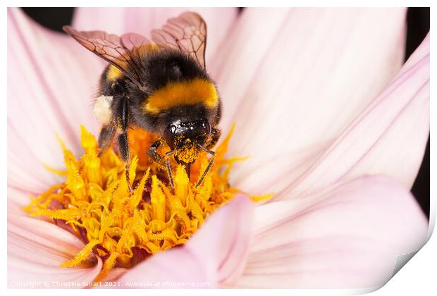 Macro Bumble Bee and Flower / Nature Wildlife Flora / Micro Close Up Insect Pollen Dahlia Print by Christine Smart