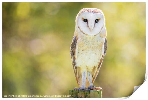 Barn Owl Portrait - Bird of Prey - Bird Wildlife Sun Sunshine  Print by Christine Smart