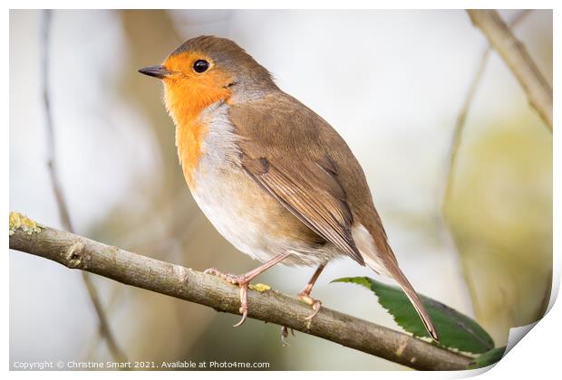 Little Robin Redbreast sitting on a branch - British Bird - UK Wildlife Print by Christine Smart