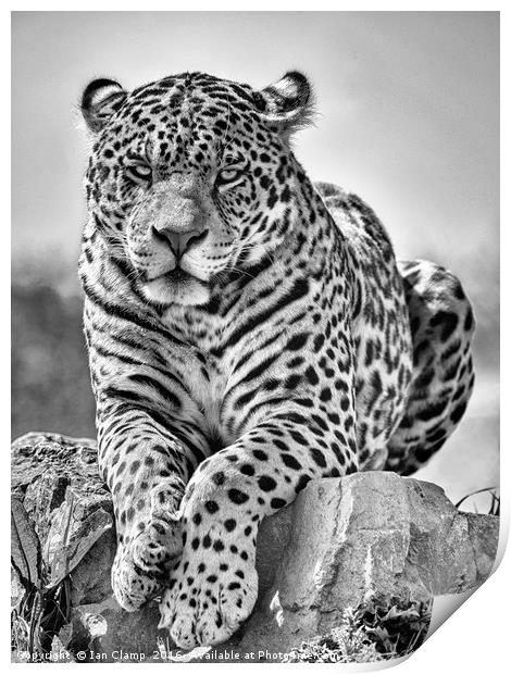 Big cat Jaguar Print by Ian Clamp