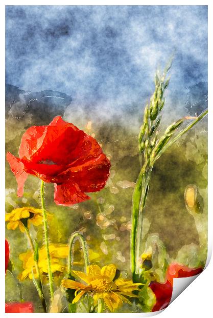 Poppies and Corn Marigolds Print by Helen Hotson