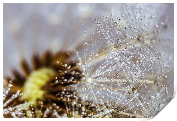 Dandelion with water droplets Print by Olavs Silis