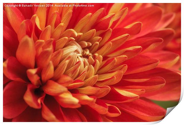 Chrysanthemums Flower Print by Bahadir Yeniceri