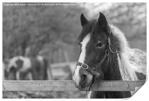 Horse Portrait Print by Bahadir Yeniceri