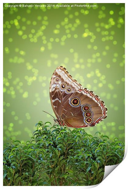 Brown Butterfly Print by Bahadir Yeniceri