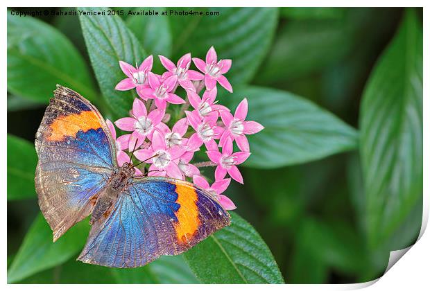  Orange Oakleaf Butterfly Print by Bahadir Yeniceri