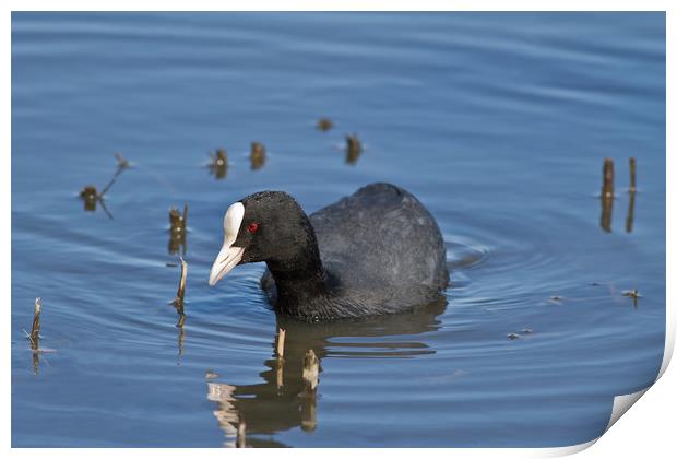 Coot  Print by Bahadir Yeniceri