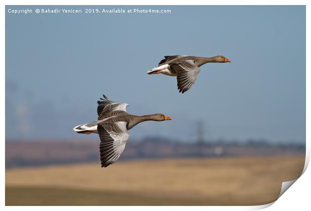 Greylag Geese Print by Bahadir Yeniceri