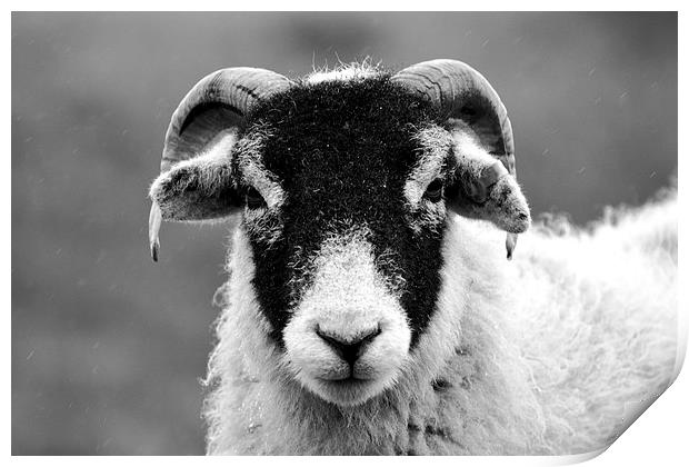 Angry Sheep Print by Kelvin Brownsword