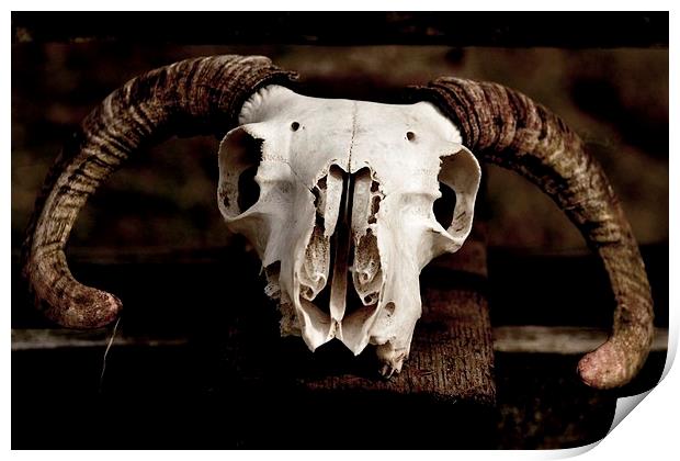 Sheep Skull Print by Kelvin Brownsword