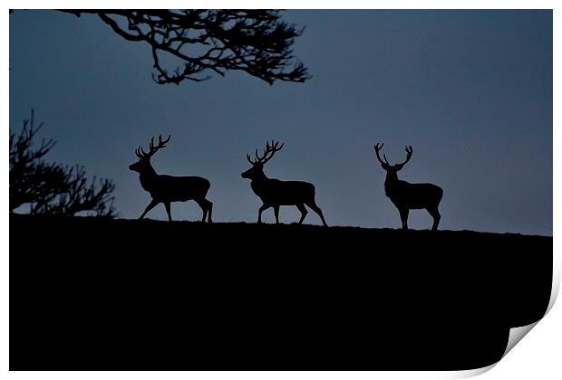 3 Stags Print by Kelvin Brownsword