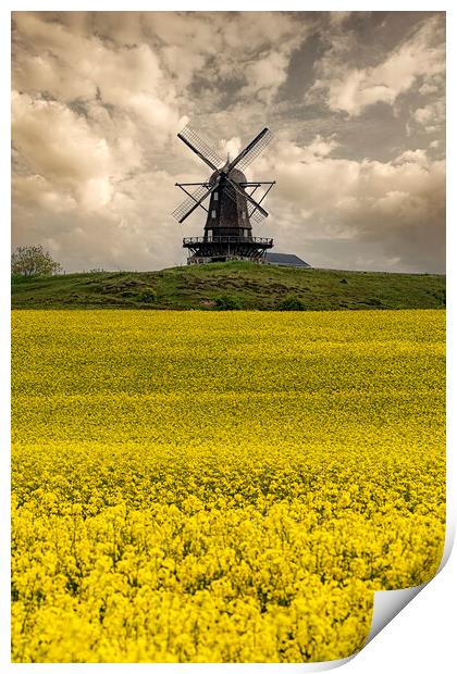 Rapeseed Field and Windmill in Sweden Print by Antony McAulay