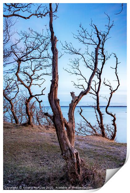 Hittarp Dead Tree at Coastline Print by Antony McAulay