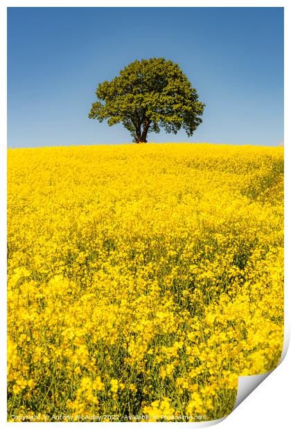 Rapeseed Field and lonely tree Portrait Print by Antony McAulay