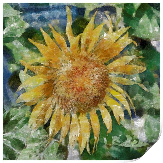 Sunflower Painting Print by Antony McAulay