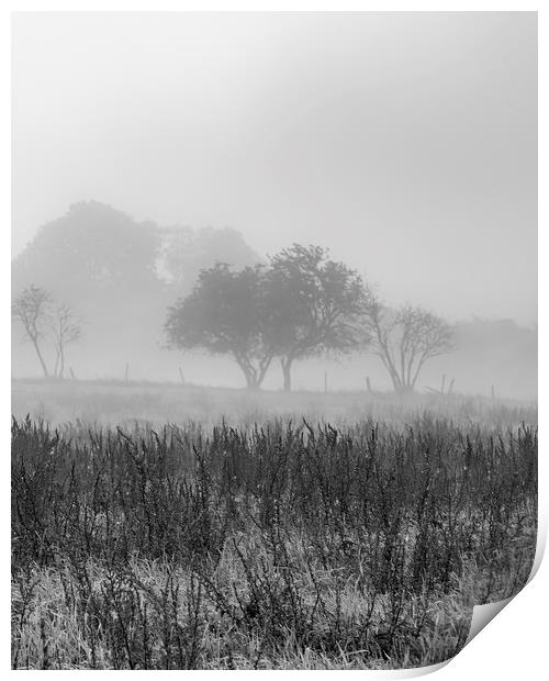 Early Morning Mist Print by Antony McAulay