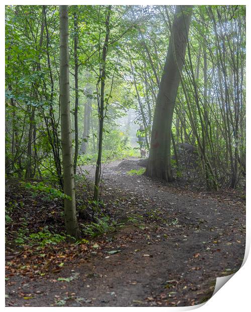 Foggy Morning Woodlands Winding Path Print by Antony McAulay