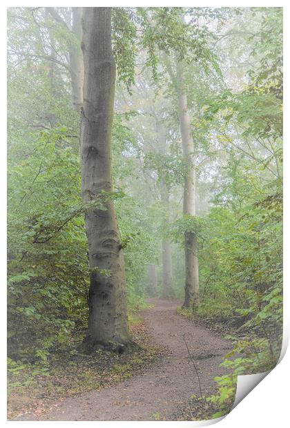 Foggy Morning Woods Print by Antony McAulay