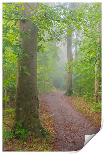 Foggy Morning Woodlands Print by Antony McAulay