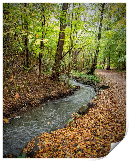 Helsingborg Jordbodalen Woodlands Stream Print by Antony McAulay