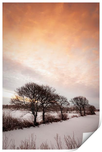 Lonely Winter Treeline at Sunrise Print by Antony McAulay