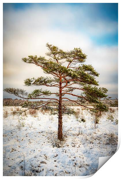Lonely Tree in Winter Print by Antony McAulay