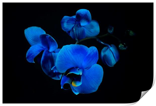 Blue orchid Print by Mariana Creanga