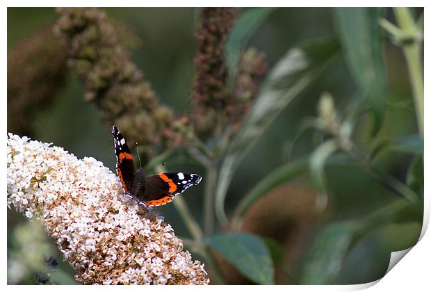Springburn Red Admiral Print by Andrew Mckinlay