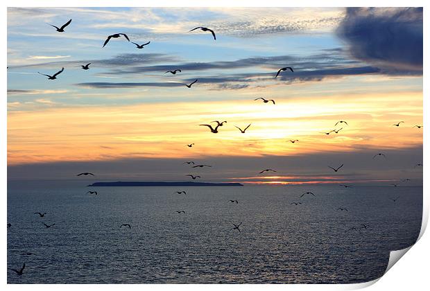 Seagulls against the Sunset Print by David Morton