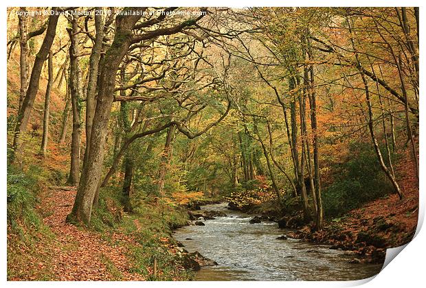  Autumn Trees at Watersmeet Print by David Morton