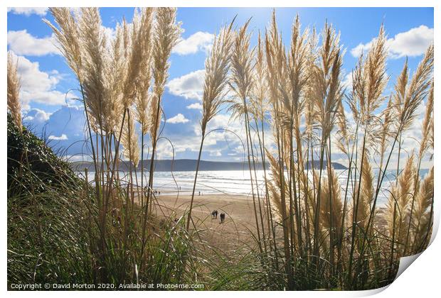 Grasses on Woolacombe Beach Print by David Morton