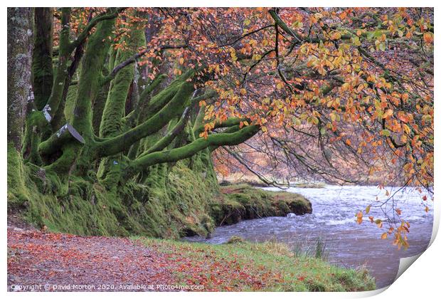 Beech Trees by the River Barle in Autumn Print by David Morton