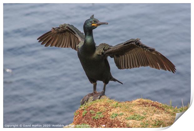 Shag with Wings Spread on the Island of Lunga. Print by David Morton