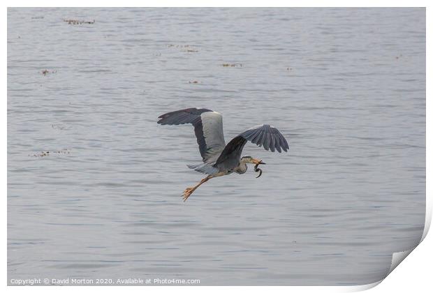 Heron with Eel in Beak. Print by David Morton