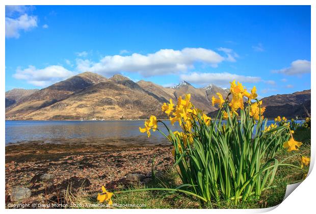 Five Sisters of Kintail  across Loch Duich with Daffodils Print by David Morton