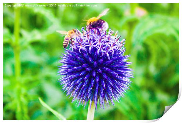 Mine! Honey Bee And Bumble Bee Fight Over Flower  Print by Vincent J. Newman