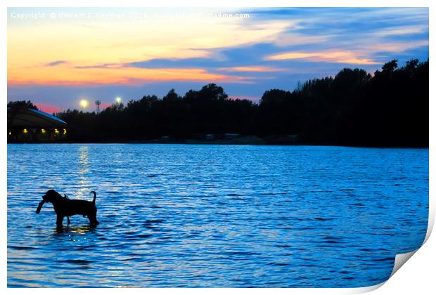 Dog Playing in Whitligham Lake at Sunset, Norwich, Print by Vincent J. Newman