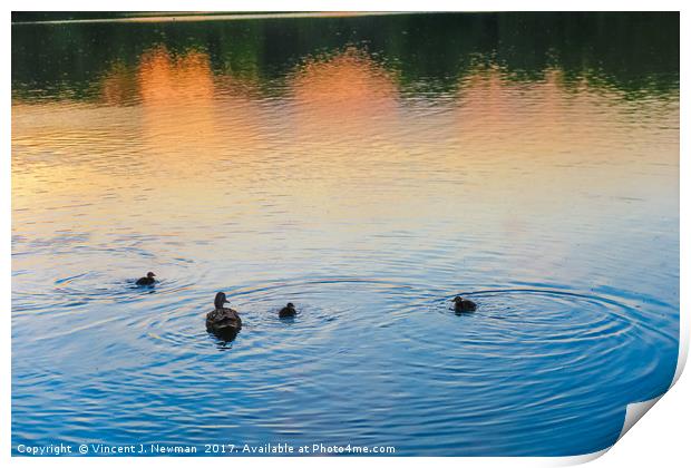 Family of Ducks at Sunset Print by Vincent J. Newman