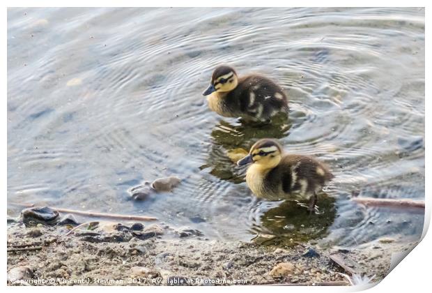 Cute Baby Ducklings Print by Vincent J. Newman