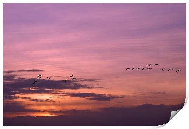 Geese Home to Roost Print by Steve Hardiman