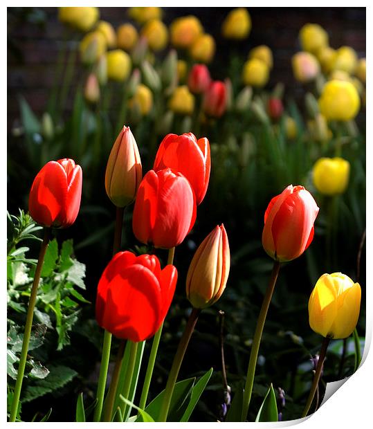 Spring Tulips Print by Steve Hardiman
