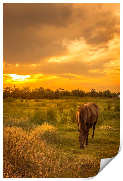  Horse at Sunset Print by Steve Hardiman