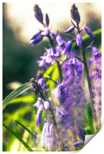 Bluebell Waterfalls Print by Steve Hardiman